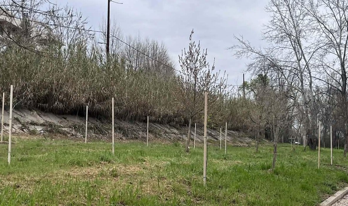 Φυτεύτηκαν 700 νέα δέντρα στην περιοχή του Πηνειού